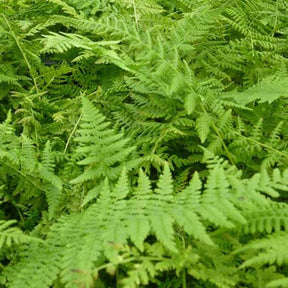 Fougère femelle Rotstiel - Athyrium filix-femina rotstiel - Plantes