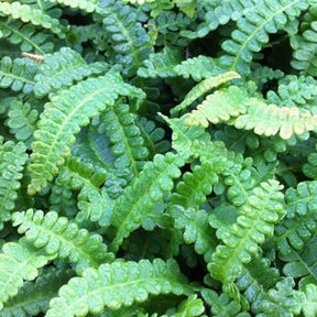 Blechnum de la Terre de Feu - Blechnum penna-marina - Plantes