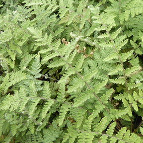 Cheilanthes lanosa - Cheilanthes lanosa - Plantes