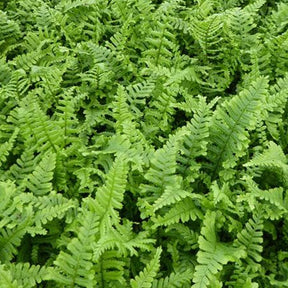 Fausse fougère mâle Cristata Angustata - Dryopteris affinis cristata angustata - Plantes