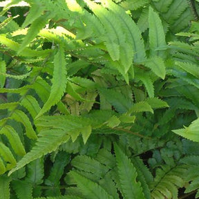 Fougère trompe-d'éléphant - Dryopteris cycadina (atrata) - Plantes