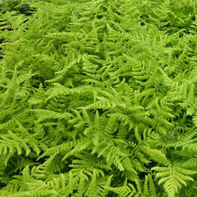 Fougère dilatée - Dryopteris dilatata - Plantes