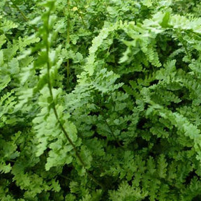 Fougère mâle Barnesii - Dryopteris filix-mas barnesii - Plantes