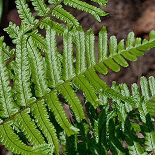 Fougère mâle Furcans - Dryopteris filix-mas furcans - Plantes