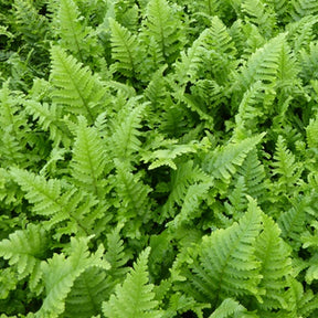 Fougère mâle Cristata - Dryopteris filix-mas cristata - Plantes