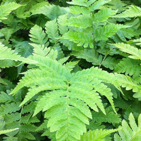 Fougère mâle goldiana - Dryopteris goldiana - Plantes