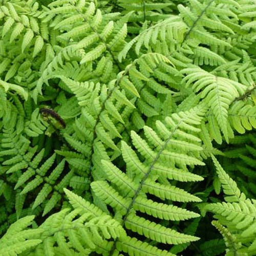 Fougère à écailles dorées - Dryopteris wallichiana - Plantes