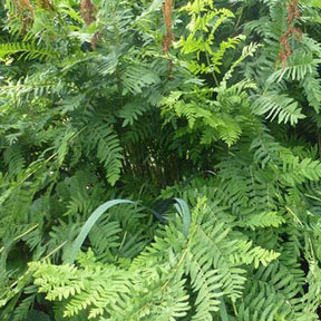 Osmonde royale - Osmunda regalis - Plantes