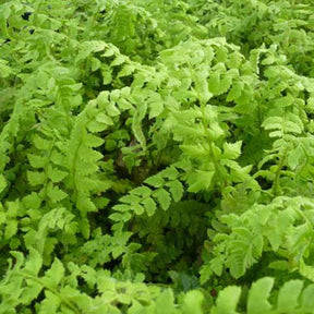 Aspidie lobée - Fougère - Polystichum aculeatum - Plantes