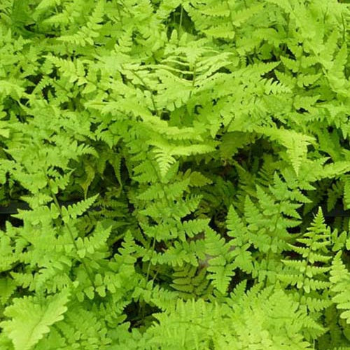 Aspidie de Braun - Fougère - Polystichum braunii - Plantes