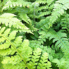 Aspidie à cils raides - Fougère - Polystichum setiferum - Plantes vivaces