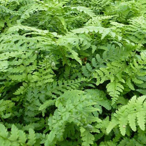 Aspidie à cils raides Dahlem - Fougère - Polystichum setiferum dahlem - Plantes