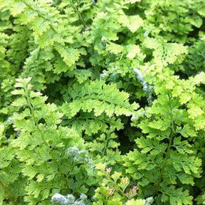 Polystic à cils raides Plumosum Densum - Fougère - Polystichum setiferum plumoso-densum - Plantes