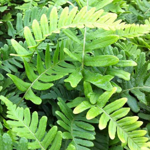 Polypode commun Bifido Multifidum - Fougère - Polypodium vulgare bifido multifidum - Plantes