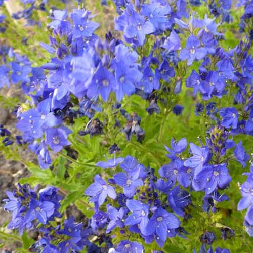 Véronique d'Autriche Knallblau - Veronica austriaca knallblau - Plantes