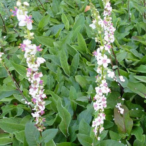 3 Molènes de Chaix Album - Verbascum chaixii album - Plantes