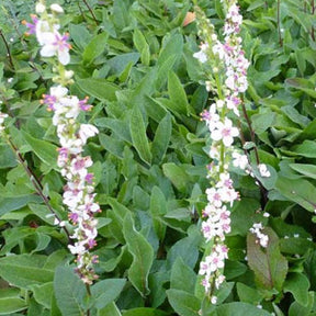 3 Molènes de Chaix Album - Verbascum chaixii album - Plantes