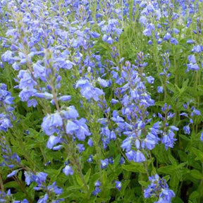 3 Véronique d'Autriche Shirley Blue - Veronica austriaca shirley blue - Plantes