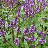 Verveine hastée - Verbena hastata - Plantes