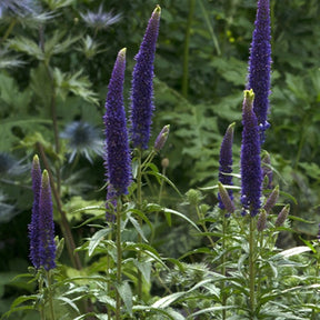 Véronique First Glory - Veronica longifolia first glory - Plantes