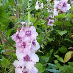 Molène Pink Domino - Verbascum pink domino - Plantes