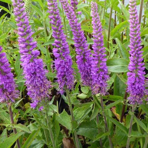 Véronique Purpleicious - Veronica purpleicious - Plantes