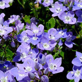 Véronique Liwanensis - Veronica liwanensis - Plantes