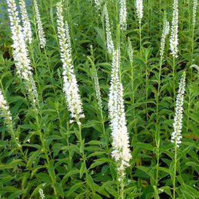 Véronique blanche à longues feuilles Schneeriesin - Veronica longifolia schneeriesin - Plantes