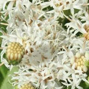 Vernonia blanc White Lightning - Vernonia noveboracensis white lightning - Plantes