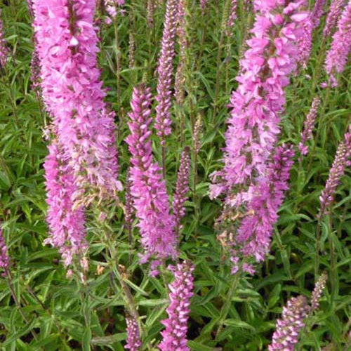 Véronique en épis Barcarolle - Veronica spicata barcarolle - Plantes