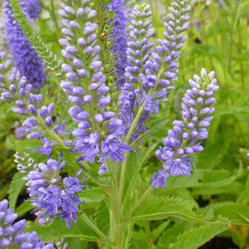 Véronique subsessile Blaue Pyramide - Veronica subsessilis blaue pyramide - Plantes