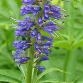 Véronique sibiricum - Veronicastrum sibiricum - Plantes