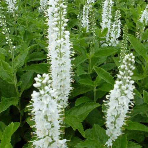 Véronique en épis Icicle - Veronica spicata icicle - Plantes