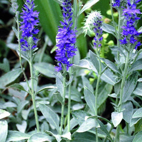 Véronique en épis Silbersee - Veronica spicata subsp. incana silbersee - Plantes