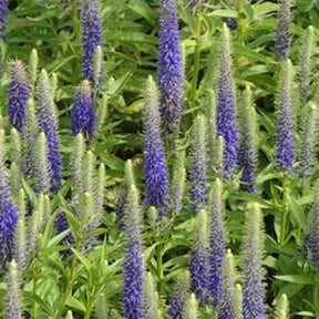 Véronique en épis Glory - Veronica spicata glory royal candles - Plantes