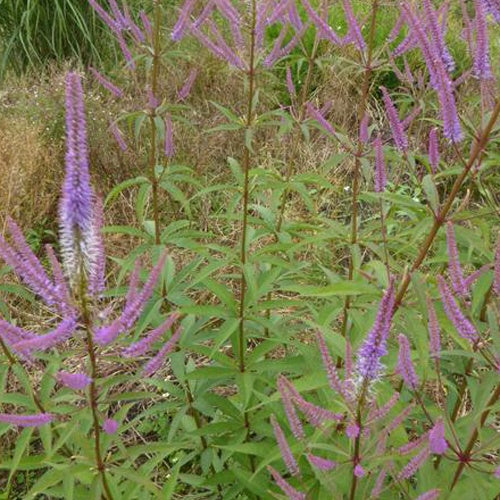 Véronique de Virginie Adoration - Veronicastrum virginicum adoration - Plantes