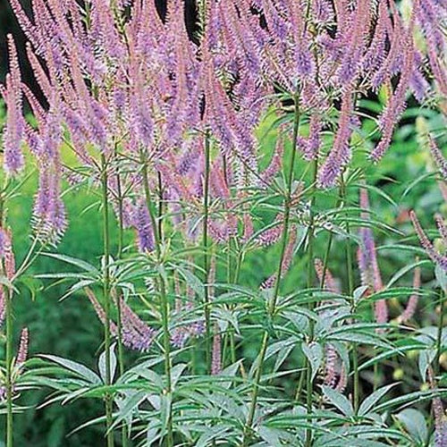 Véronique de Virginie Green Tip - Veronicastrum virginicum green tip - Plantes