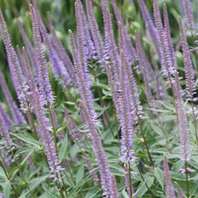 Véronique de Virginie - Veronicastrum virginicum - Plantes