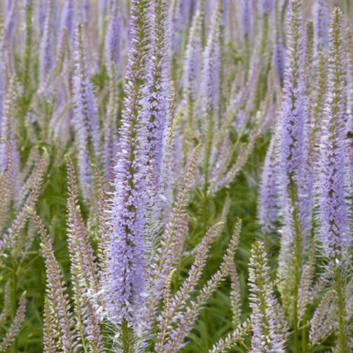 Véronique de Virginie Lavendelturm - Veronicastrum virginicum lavendelturm - Plantes