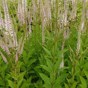 Véronique de Virginie Roseum - Veronicastrum virginicum roseum - Plantes