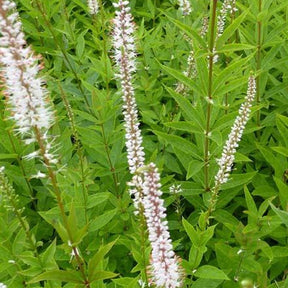 Véronique de Virginie Spring Dew - Veronicastrum virginicum spring dew - Plantes