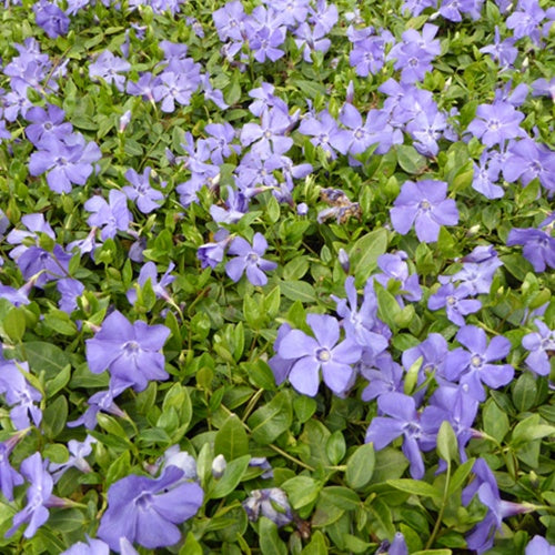 3 Petits pervenches Anna - Vinca minor anna - Plantes