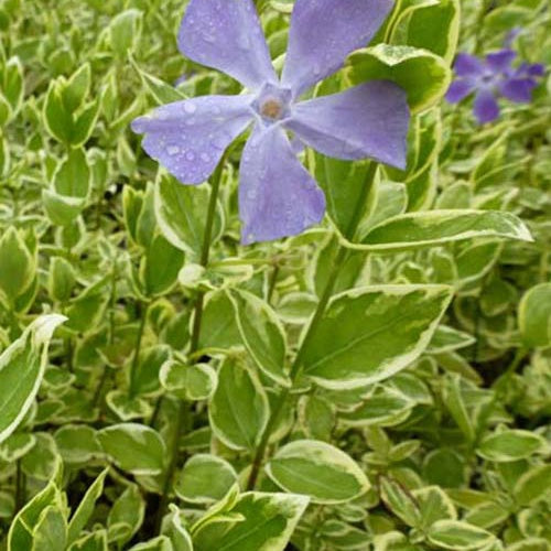 3 Grisélines du littoral Redge ® - Vinca major variegata - Plantes