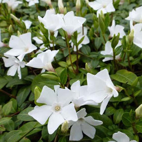 3 Petites pervenches White Power - Vinca minor white power - Plantes