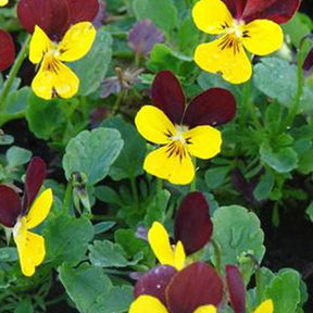 3 Violettes cornue Jackanapes - Pensée - Viola jackanapes - Plantes