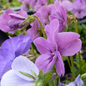 3 Violettes cornue Letitia - Pensée - Viola cornuta letitia - Plantes