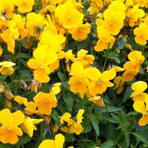 3 Violettes lutea Splendens - Viola lutea splendens - Plantes