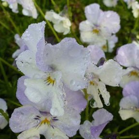 3 Violettes cornue Milkmaid - Viola cornuta milkmaid - Plantes