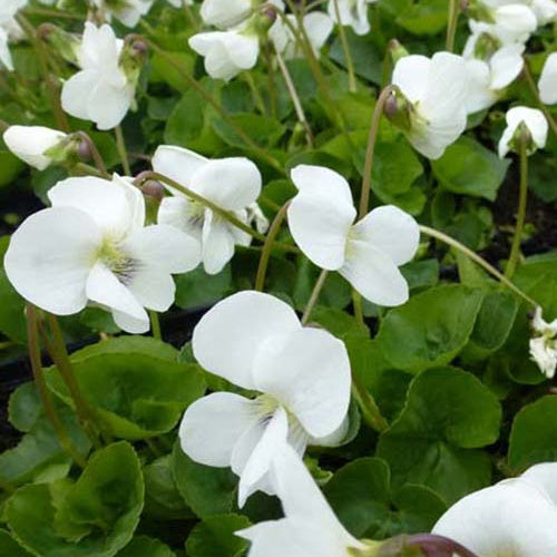 3 Violettes de la Pentecôte Albiflora - Viola sororia albiflora - Plantes