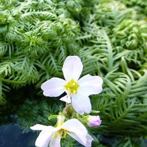 Hottonie des marais - Hottonia palustris - Plantes